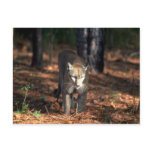 Florida """"Panther"""" (Cougar) Post Cards