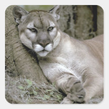 Florida panther, Felis concolor coryi, Stickers