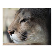Florida Panther Postcard