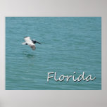 Florida Pelican Flight Poster