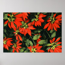 Florida Poinsettias Print