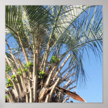 Florida Posters