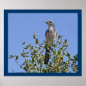Florida Scrub Jay - Environmental Portrait posters