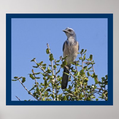 Florida Scrub Jay - Environmental Portrait Print by anglerwoman