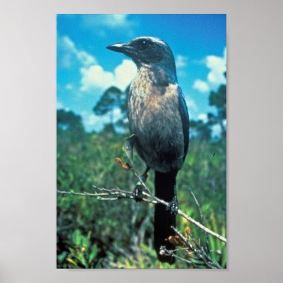 Florida Scrub Jay Posters by animalpark