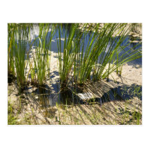 Florida Swamps Postcard