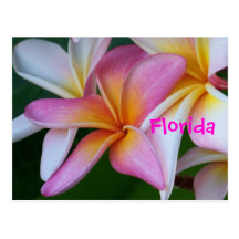Florida Tropical Flower Postcard