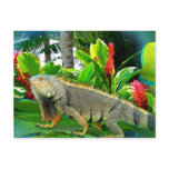 Floridian Iguana POSTCARD