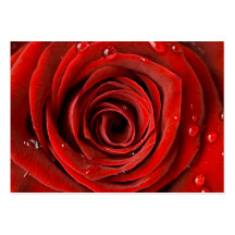 Florist Business Card