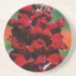 Flowe commun de muflier (muflier Majus) Dessous De Verres
