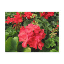 Flower 4 postcard