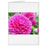 Flower 51A Dahlia Pink Magenta Card