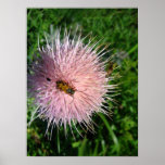 Flower and Bugs Print