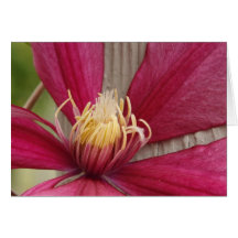 Flower and Stamen Greeting Card