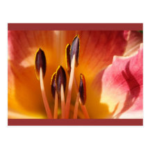 Flower and Stamen Post Cards
