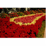 Flower bed, red, white and pink poinsettias acrylic cut out