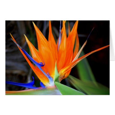 Flower: Bird of Paradise by nwillens