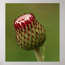 Flower Bloom Poster
