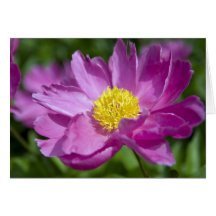 Flower blossom card