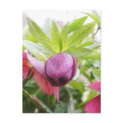 Flower Bud - Helleborus x hybridus Post Cards by Pretty_World