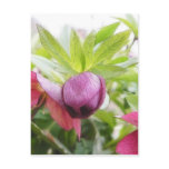 Flower Bud - Helleborus x hybridus postcards