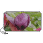 Flower Bud - Helleborus x hybridus Speaker