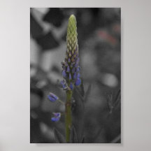 Flower bud in Spring time Print