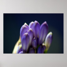 Flower buds poster