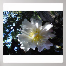 Flower Camelia Dusty Pink Colour Poster