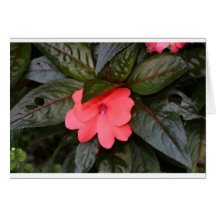 flower cards