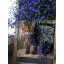 Flower Cat Cut Outs