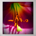 Flower Close Up Posters