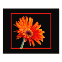 Flower Close up with Border Photo