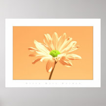 flower colours pale peach print