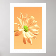flower colours pale peach print