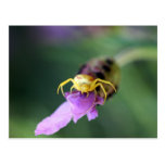 Flower Crab Spider Postcards