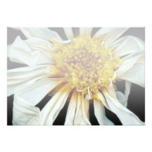 Flower - Daisy - Drunken sun Custom Announcement