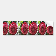 FLOWER Decorations : Red n Rose Couple Bumper Stickers