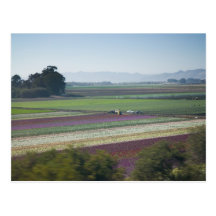 Flower Fields Postcards