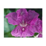 Flower  flowers postcard