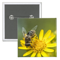 Flower Fly on Tansy Ragwort buttons
