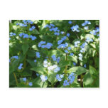 flower,forget-me-not post cards