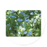 flower,forget-me-not sticker