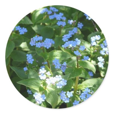flower,forget-me-not round sticker by pinkypetals