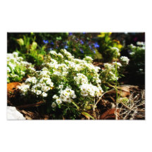 Flower Garden Art Photo