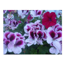 flower garden post card