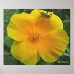 Flower& Grasshopper Print