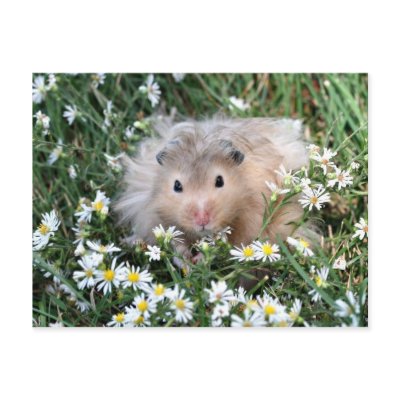 Flower hamster postcards by deemac1