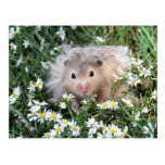 Flower hamster postcards