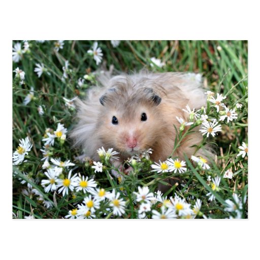 Flower hamster postcards